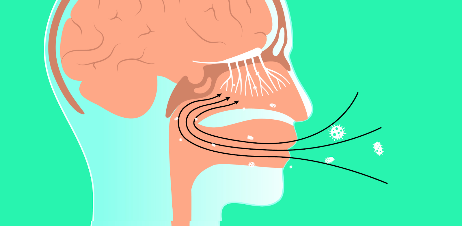 Mouth Breathing and Gum Disease: Hidden Links to Alzheimer’s and Brain Health